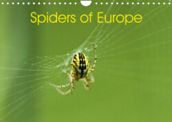 Spiders of Europe (Wall Calendar 2023 DIN A4 Landscape)