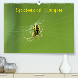 Spiders of Europe (Premium, hochwertiger DIN A2 Wandkalender 2023, Kunstdruck in Hochglanz)