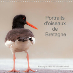 Portraits d'oiseaux de Bretagne (Calendrier mural 2023 300 × 300 mm Square)