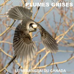 PLUMES GRISES - LE MÉSANGEAI DU CANADA (Calendrier mural 2023 300 × 300 mm Square)