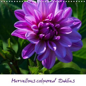 Marvellous coloured Dahlias (Wall Calendar 2023 300 × 300 mm Square)