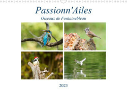 Passionn'Ailes (Calendrier mural 2023 DIN A3 horizontal)