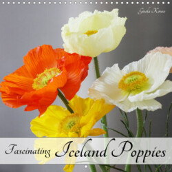 Fascinating Iceland Poppies (Wall Calendar 2023 300 × 300 mm Square)