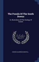 Fossils of the South Downs