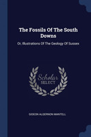 Fossils of the South Downs