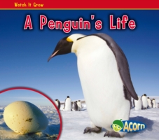 Penguin's Life