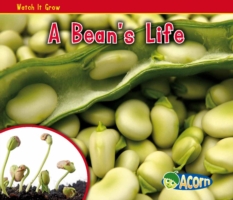 Bean's Life