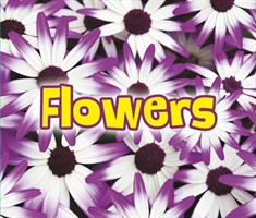 All About Flowers