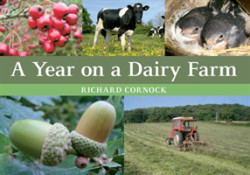 Year on a Dairy Farm