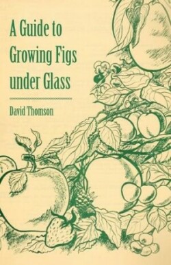 Guide to Growing Figs Under Glass