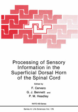 Processing of Sensory Information in the Superficial Dorsal Horn of the Spinal Cord