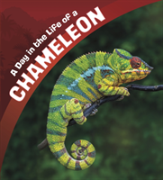 Day in the Life of a Chameleon