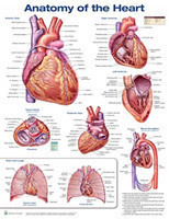 Anatomy of the Heart