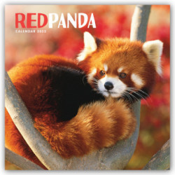 Red Panda - Rote Pandas - Rote Pandabären 2022