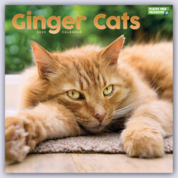 Ginger Cats - Rothaarige Katzen 2023