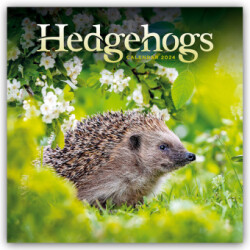 Hedgehogs Square Wall Calendar 2024