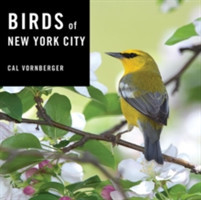 Birds of New York City