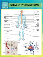 Nervous System (Human) (Speedy Study Guides)