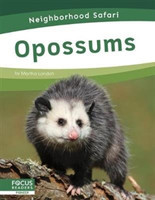 Neighborhood Safari: Opossums