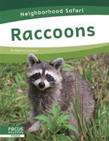 Neighborhood Safari: Raccoons