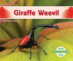 Incredible Insects: Giraffe Weevil