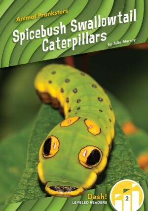 Spicebush Swallowtail Caterpillars