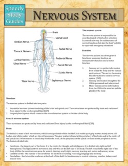 Nervous System (Speedy Study Guide)