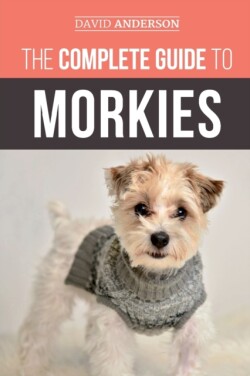 Complete Guide to Morkies