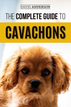 Complete Guide to Cavachons