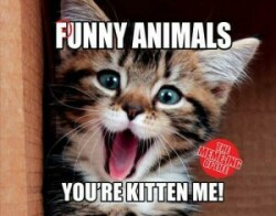 Punny Animals : The Meme-Ing of Life - You're Kitten Me!