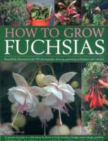 How to Grow Fuchsias
