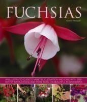 Fuchsias