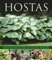 Hostas