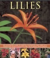 Lilies