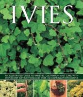 Ivies