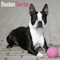 Boston Terrier Calendar 2016