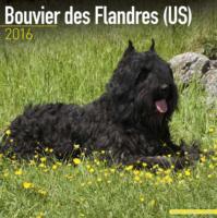 Bouvier Des Flandres (US) Calendar 2016