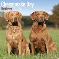 Chesapeake Bay Retriever Calendar 2016