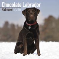 Chocolate Labrador Retriever Calendar 2016