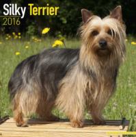 Silky Terrier Calendar 2016