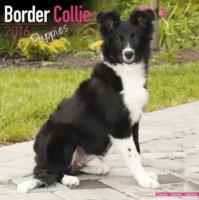 Border Collie Puppies Calendar 2016