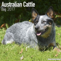 Australian Cattle Dog Calendar 2017