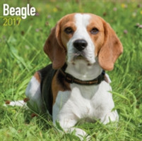Beagle Calendar 2017