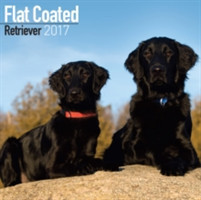 Flat Coated Retriever Calendar 2017