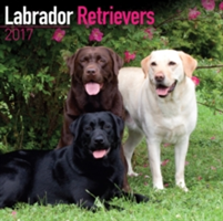 Labrador Retrievers Calendar 2017