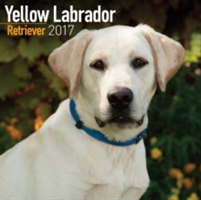 Yellow Labrador Retriever Calendar 2017