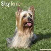 Silky Terrier Calendar 2017