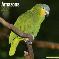 Amazons Calendar 2017