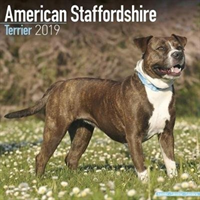 American Staffordshire Terrier Calendar 2019