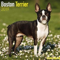 Boston Terrier Calendar 2019